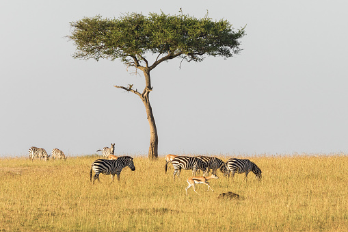 Zebras and gazelles at a solitary tree on the savanna