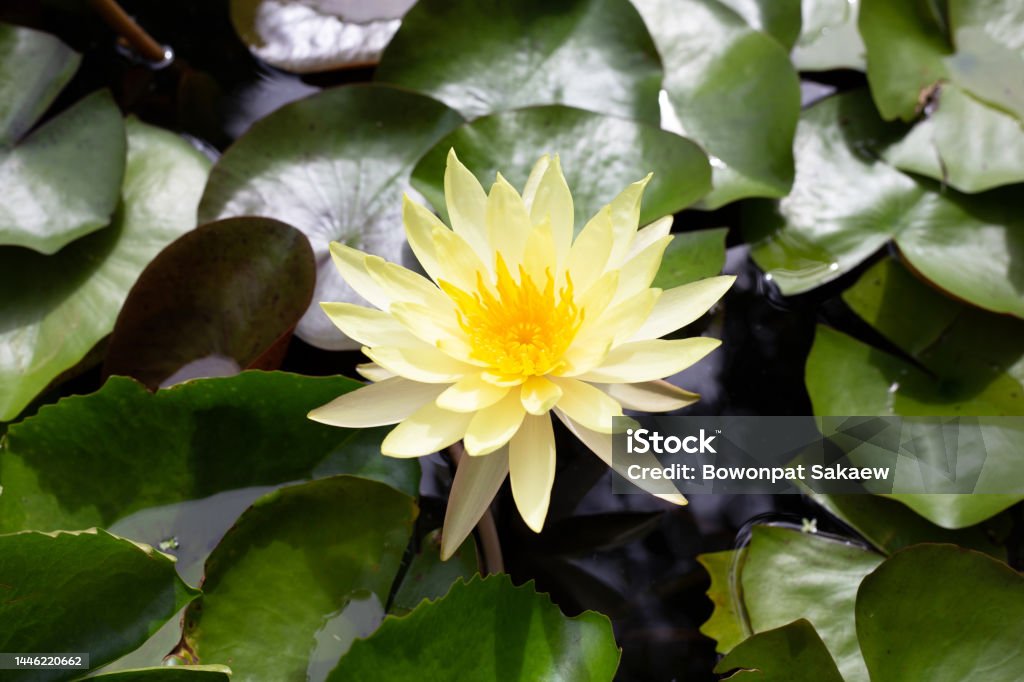 Hermosa Flor De Loto De Nymphaea En Flor Con Hojas Maceta De Nenúfares Foto de stock y más banco de imágenes de Agua - iStock Hermosa Flor De Loto De Nymphaea En Flor Con Hojas Maceta De Nenúfares Foto de stock y más banco de imágenes de Agua - iStock