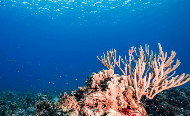istock Beautiful Timor-Leste  underwater pictures 1446221306