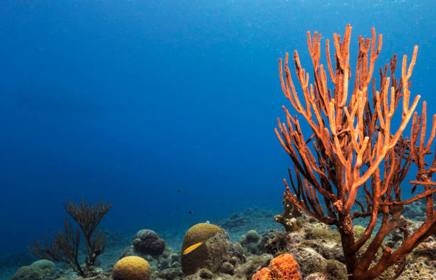 istock Beautiful Timor-Leste  underwater pictures 1446221322