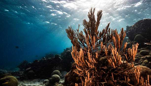 istock Beautiful Timor-Leste  underwater pictures 1446221421