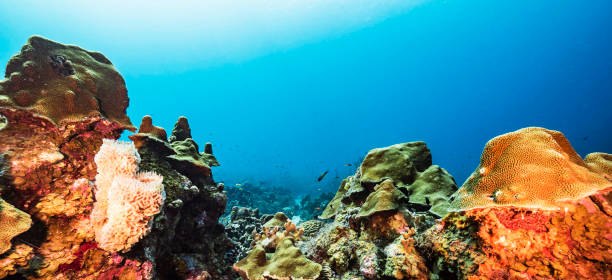 istock Beautiful Timor-Leste  underwater pictures 1446221462