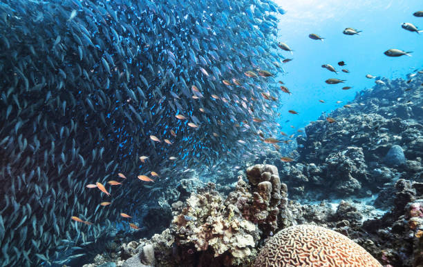 istock Beautiful Timor-Leste  underwater pictures 1446221529