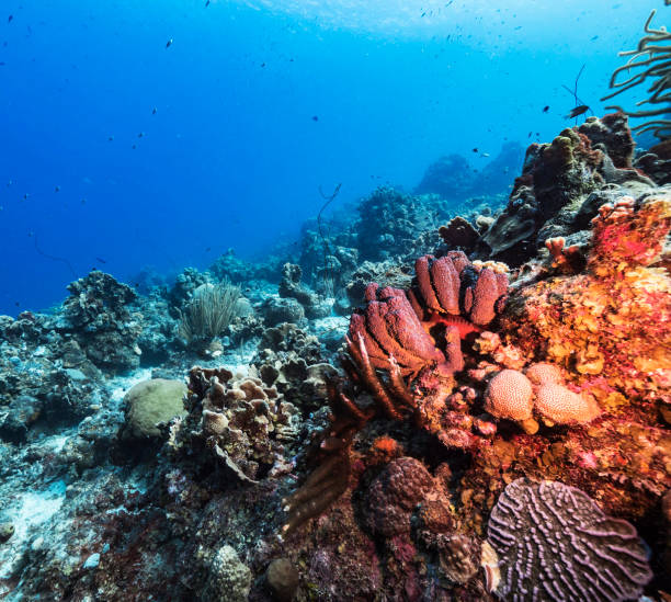 istock Beautiful Timor-Leste  underwater pictures 1446221652