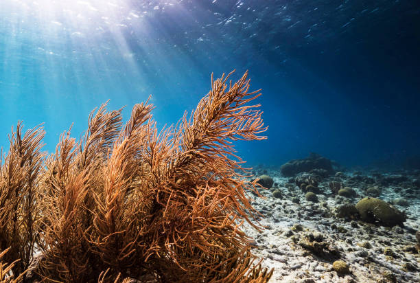 istock Beautiful Timor-Leste  underwater pictures 1446221653
