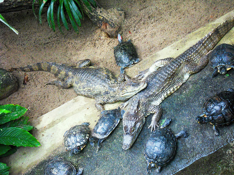 Two crocodiles alligators surrounded by turtles