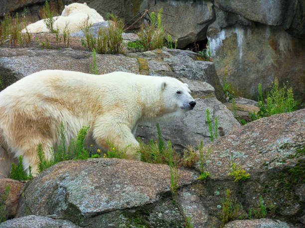 istock A beautiful white polar arctic bear walking on rocks cliff 1446221931