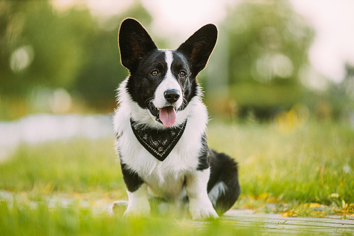 Funny Cardigan Welsh Corgi Dog Sitting On Path. Welsh Corgi Is A Small Type Of Herding Dog That Originated In Wales. Close Up Portrait. Summertime. Summertime Background.