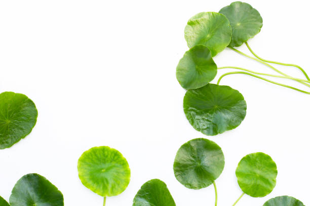 istock Fresh green centella asiatica leaves 1446224361