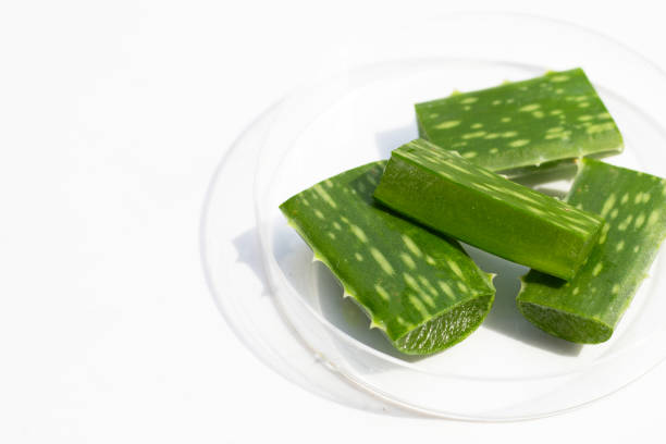 istock Aloe vera in petri dishes on white background. 1446224913