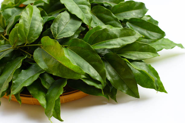 istock Fresh tiliacora triandra green leaves 1446225407
