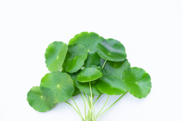 istock Fresh green centella asiatica leaves 1446225645
