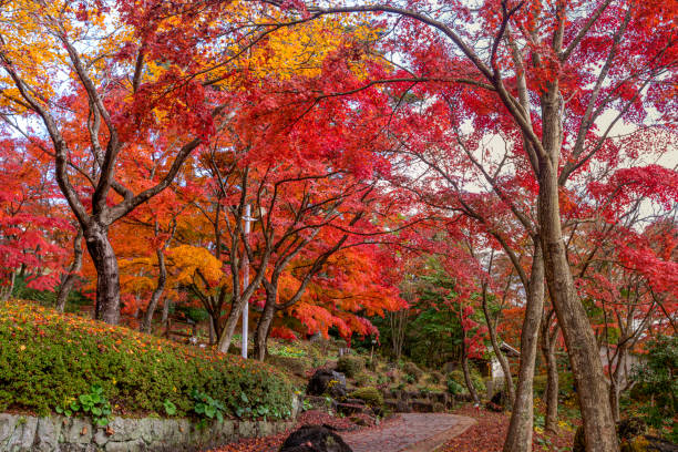 istock Beautiful maple leaf when  autumn season. 1446225717