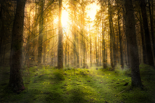Magical fairytale forest. Coniferous forest covered of green moss. Mystic atmosphere in sunset