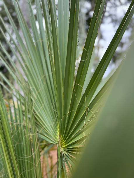 istock Dwarf Palmetto Plant 1446228313