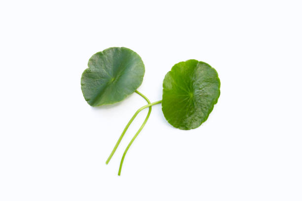 istock Fresh green centella asiatica leaves 1446228824