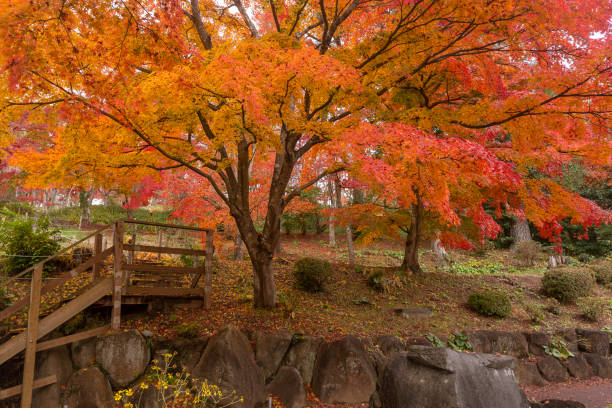 istock Beautiful maple leaf color when autumn season. 1446228845