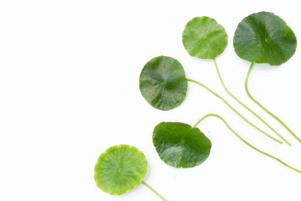 istock Fresh green centella asiatica leaves 1446229009