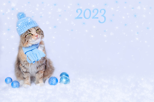 Cat looks at the inscription 2023. Happy New Year. Surprised Kitten. Charming Santa Claus on the white background. Greeting card. Merry Christmas. Web banner with copy space. Fabulous Santa Cat. Snow