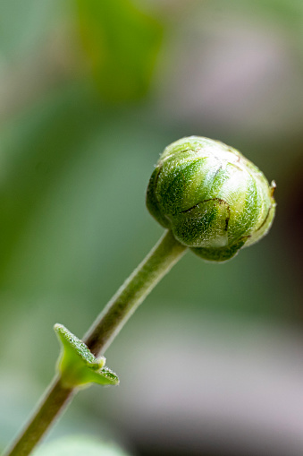 Close up and portrait view of flower bud.