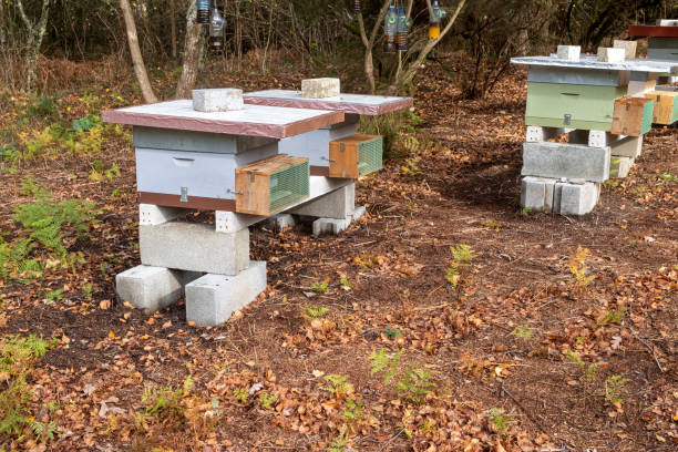 istock honey combs in organic beekeeping production 1446230763