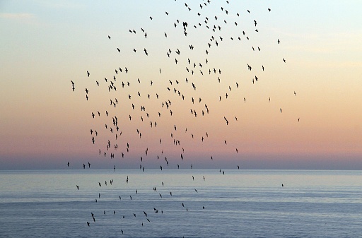 Starlings whirling in the pink sunset sky with the ocean in background
