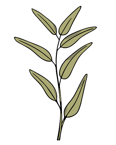 Olive branch, hand-drawn doodle sketch. Twig with leaves outline. Simple minimalistic design. Food menu or cosmetic concept decoration.