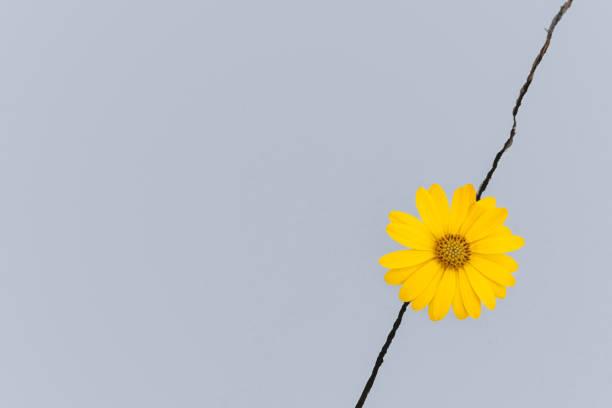 a yellow daisy protruding from a gap in a bluish-gray wall