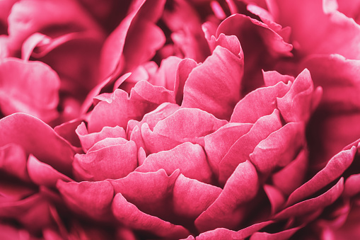 A close-up of pink Zinnia flower