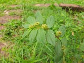 euphorbia-hirta-pflanze.jpg?b=1&s=170x170&k=20&c=hTdsHKlZ4bV5i9sOjP13fER2y1VANrvYrLK9D7BNRc4=