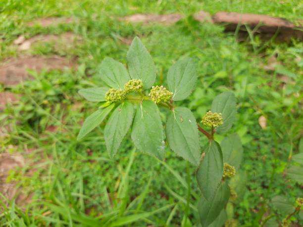 Euphorbia hirta plant.