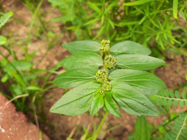 istock Euphorbia hirta plant. 1446232234