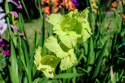 Close up of many delicate vivid green pistachio Gladiolus flowers in full bloom in a garden in a sunny summer day