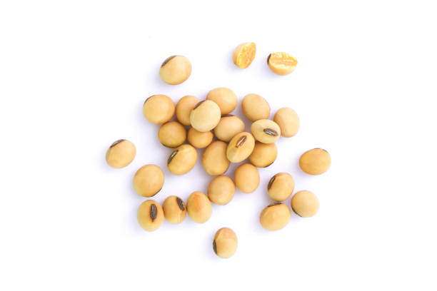 istock Soybean seeds isolated on white background. 1446234564