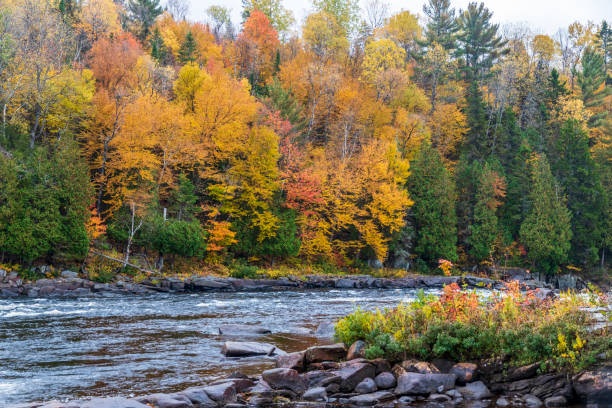 istock Forest with fall colors at La Mauricie national park in Quebec. Canada. 1446236010