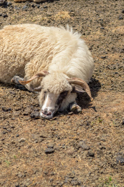 istock Goat day dreaming on the ground 1446236929