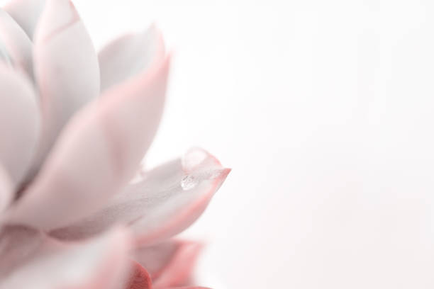 istock Water drop macro on leaf succulent Echeveria. Nature background 1446237395