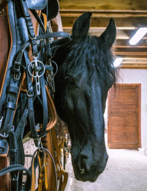 istock A black horse seeking freedom 1446238164