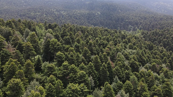Aerial view of forest drone shot flying over spruce conifer treetops, nature background footage in High Quality resolution