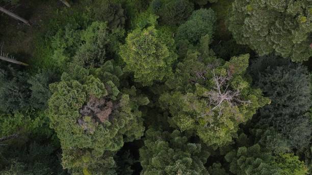 istock Natural forest aerial top view 1446238476