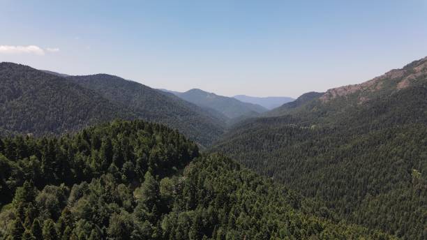 istock Green Mountian Forest Aerial View 1446238867