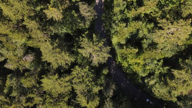 istock Aerial View Driving Car Forest 1446238922