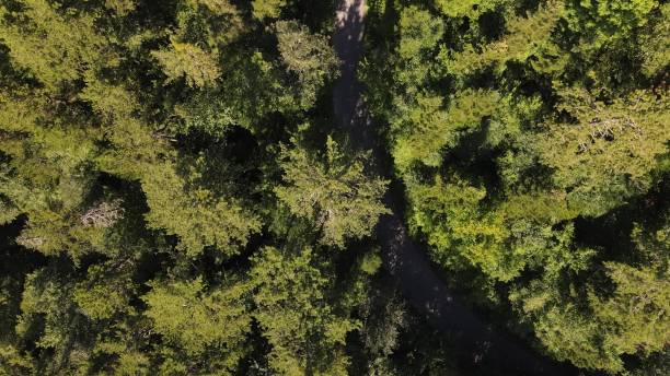 istock Drone footage of Zigzag Road between Forest 1446238923