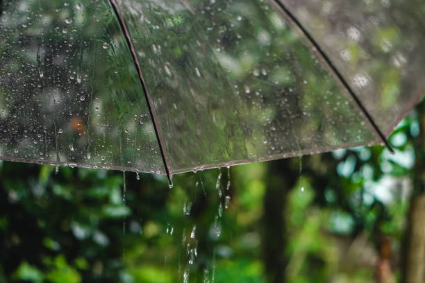 istock Umbrella wet by rainwater 1446239056