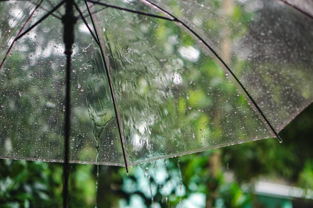 istock Umbrella wet by rainwater 1446239165