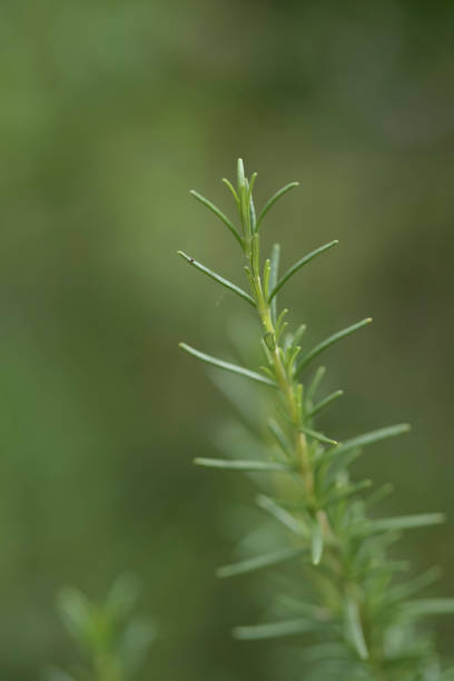 Rosemary (Salvia rosmarinus) growing in a garden. Natural green garden background. Focus on rosemary sprig in the foreground. Soft natural sunlight