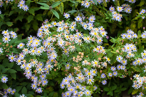 aster flowers with green leaves in the garden