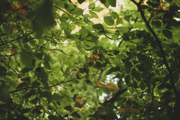 istock green and yellow leaves 1446240723