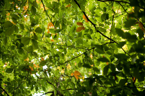 istock green and yellow leaves 1446240780