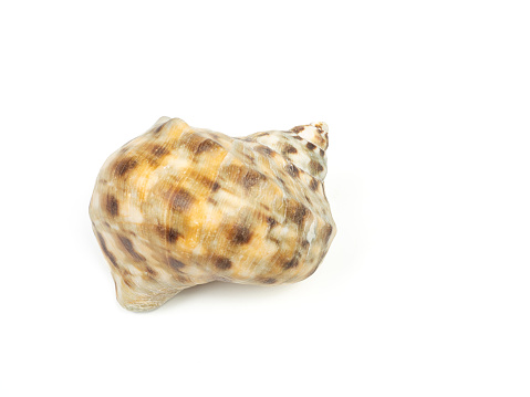 Conch shell on white background